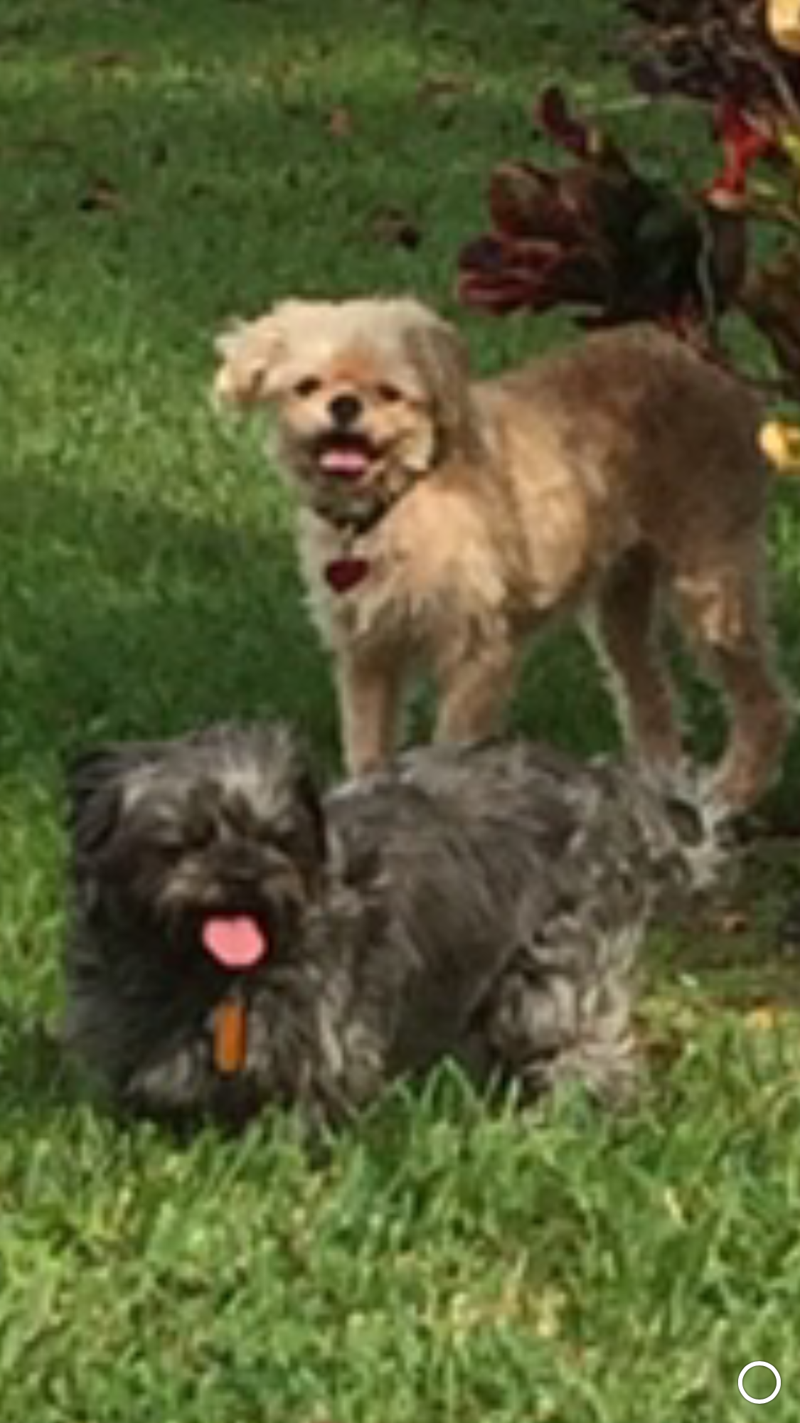 A picture of a buff dog Oliver, and a charcoal dog, Cole 