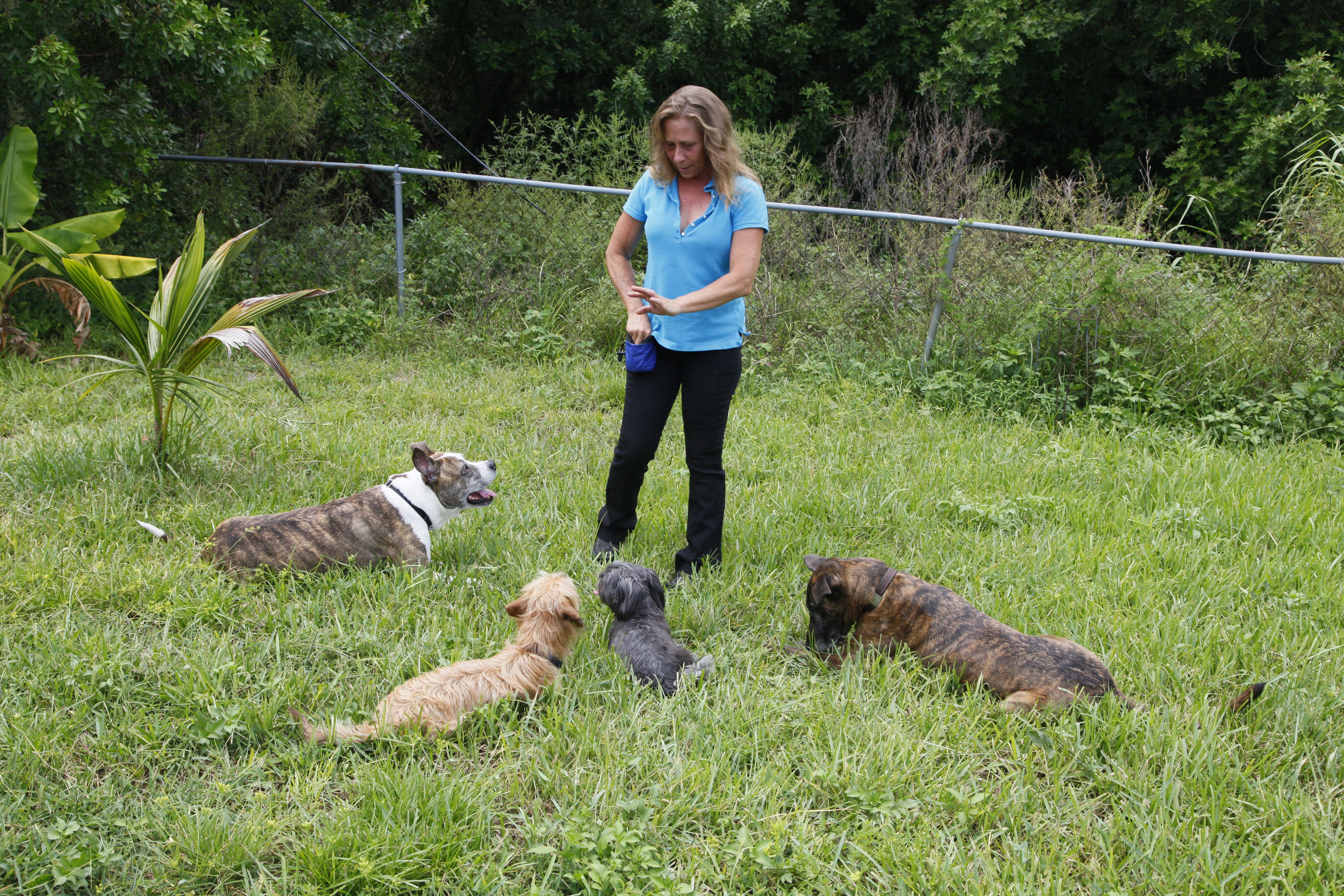 Jill working the 'down' command in her dog training session