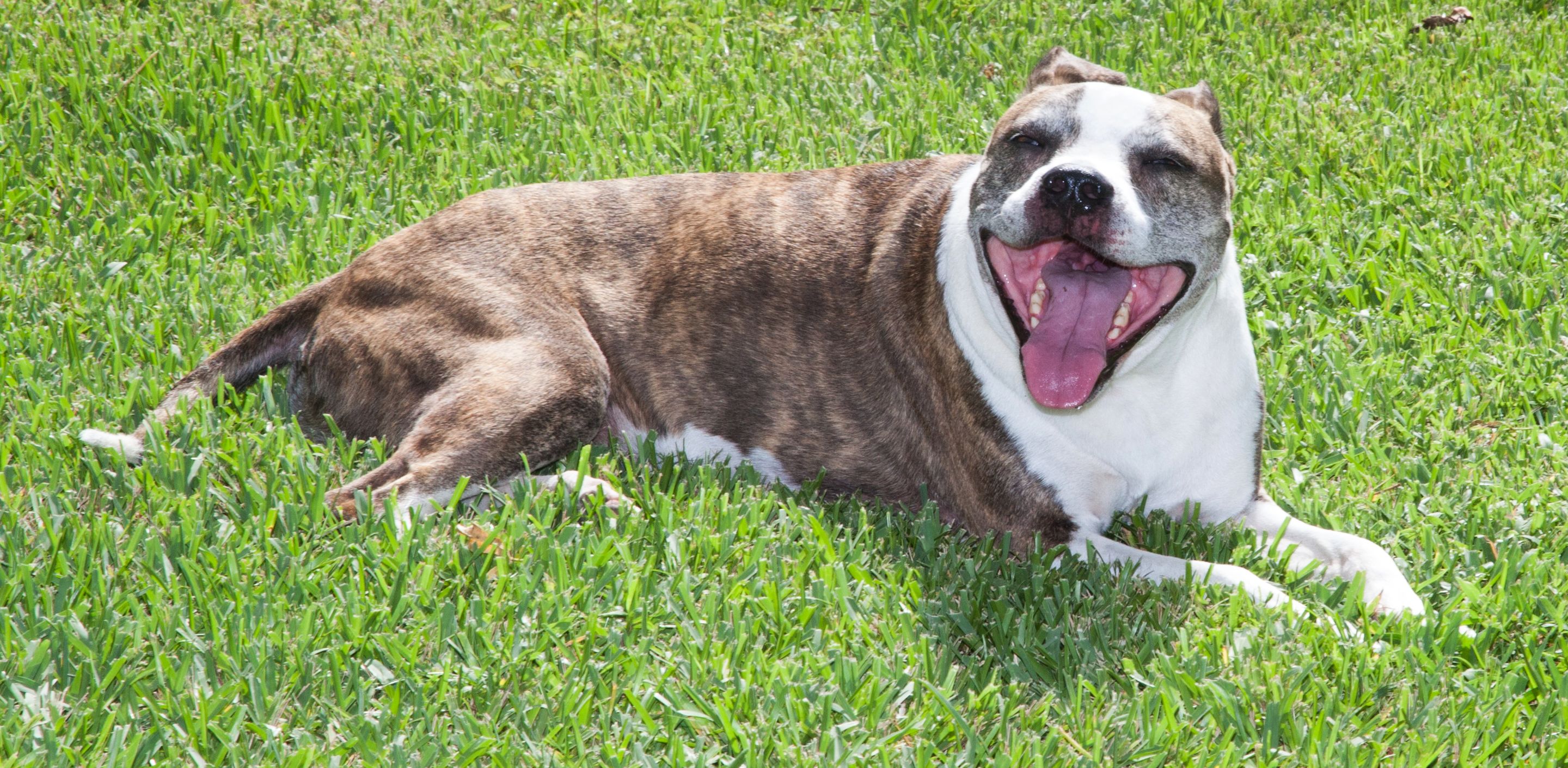 Cyrus is a happy dog. He approves dog boarding with Jill