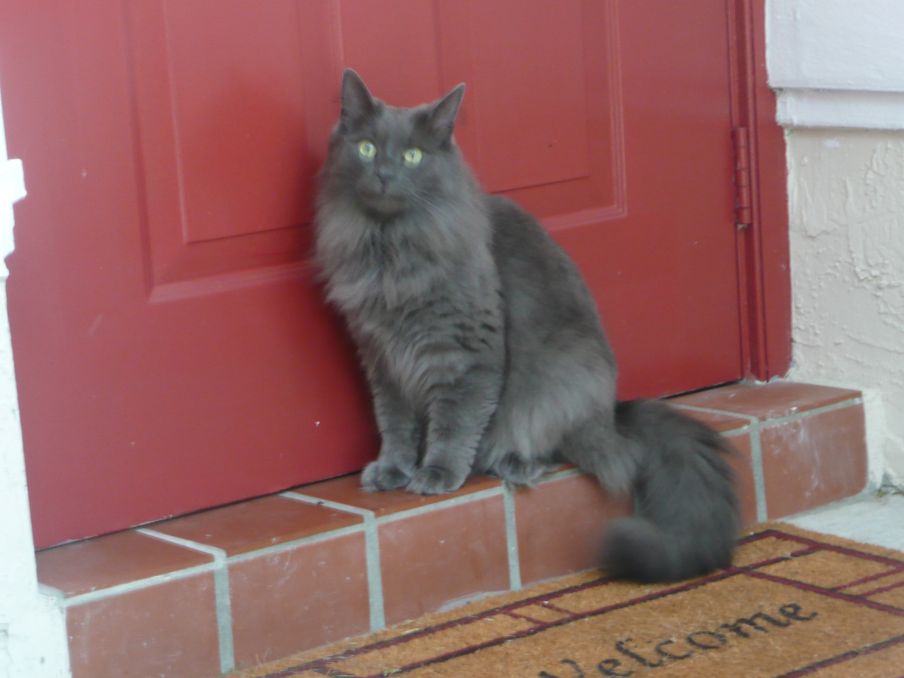 This is Jill’s current cat, a beautiful long-haired grey, named Tony. 