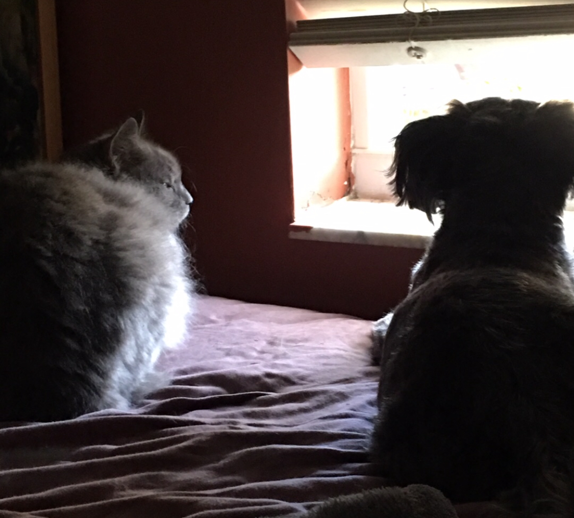 Pictured are a small grey dog and a same-sized grey cat, laying together, as they gaze out of the window 