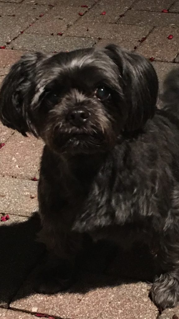 Pictured is a small charcoal grey dog, sitting on a brick patio