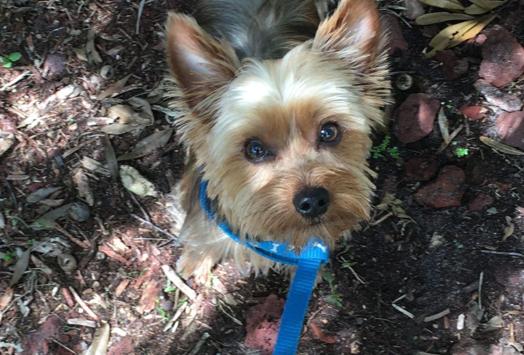  Muchas “after” grooming photo, with the owners “cut of choice”