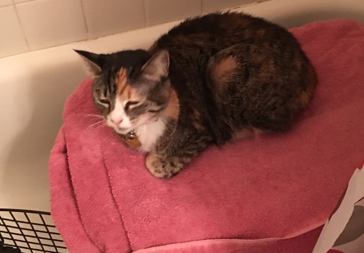 Pictured is a cat sitting on top of her pat-carrier 