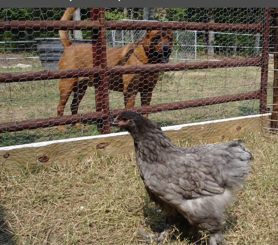 Jill owned a farm, and had 38 of her own beloved animals. Pictured are her dog, a Chow & Pit Bull cross, Maxwell, and her Grey Kochen chicken, Lexus. 