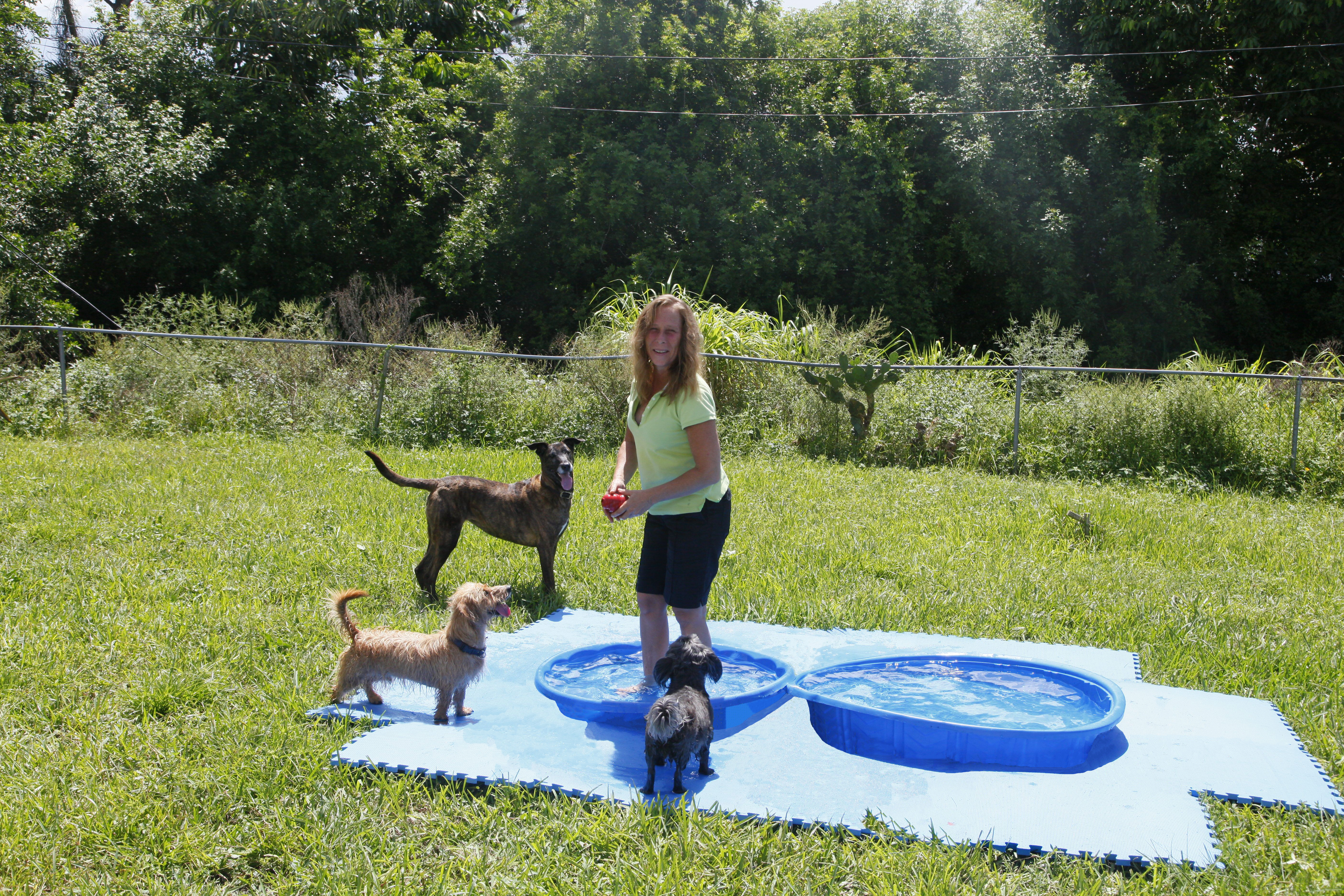 Dog Boarding with Jill includes Water Play and Dog Games