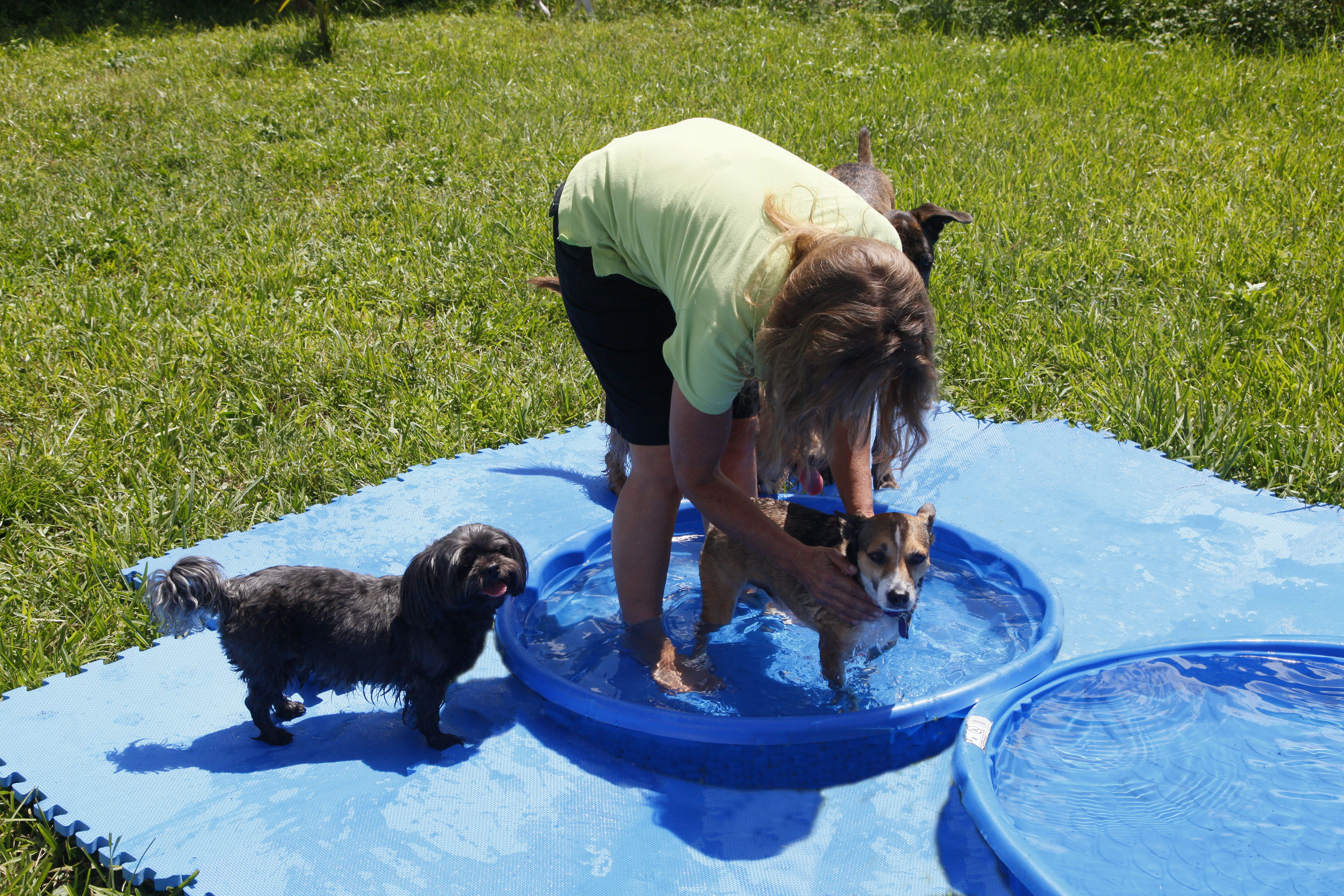 Jill is gently working with Buddy, who has an aversion to water. Buddy learned to tolerate the water in this dog training session.