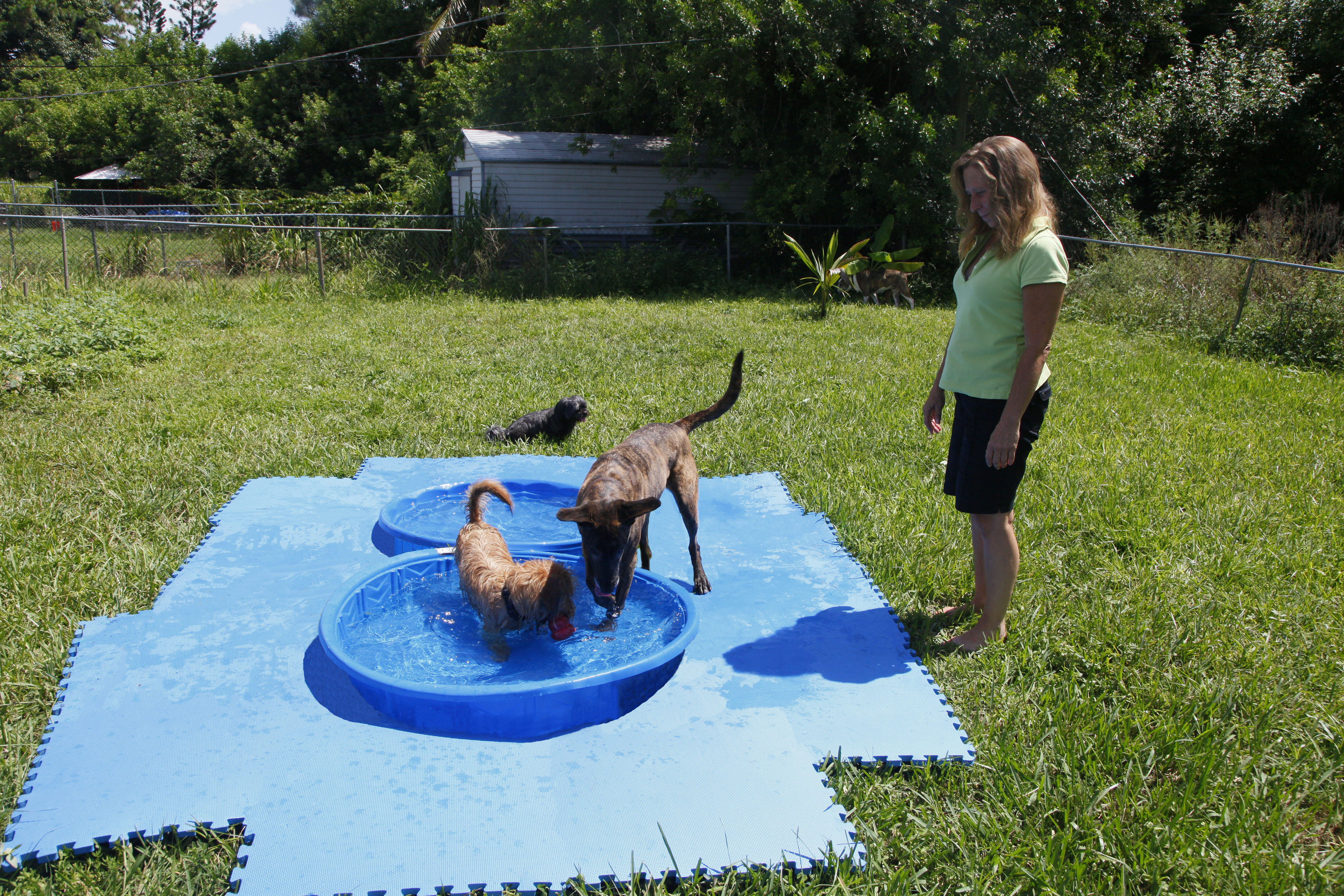 Play Time during Dog Boarding