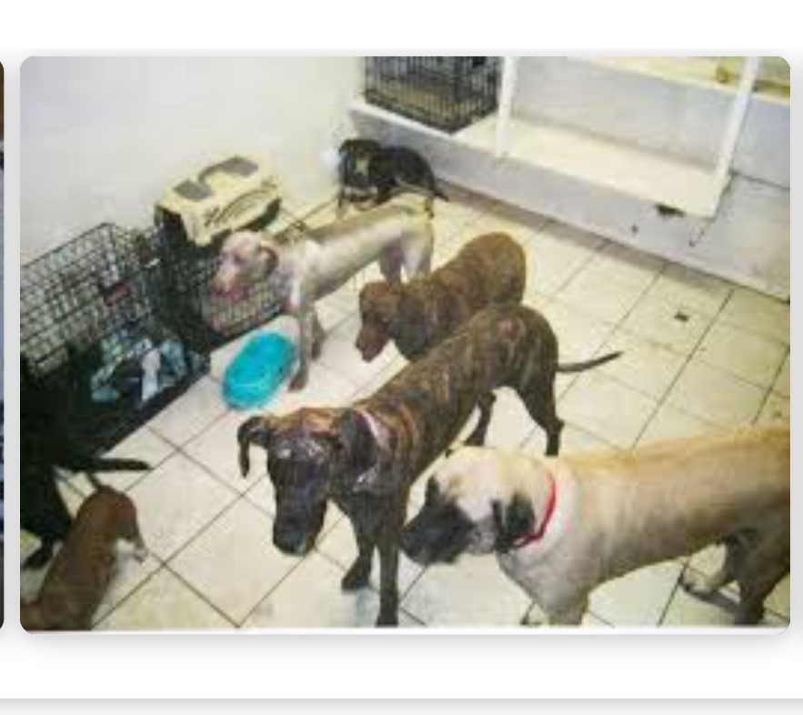 Picture from google search page on internet of the Green Acres Dog Boarding environment. Seen are dogs unattended and crowded into an empty bedroom 