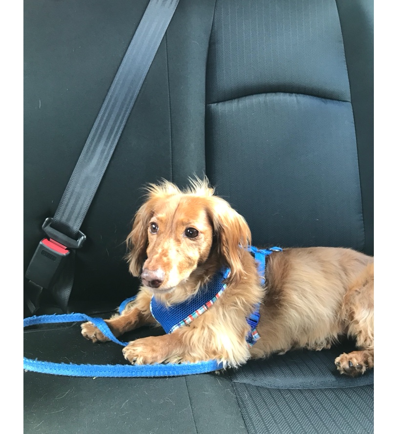 Pictured is 11yr old Dachshund, Spicey, laying in the back seat of his owners car 