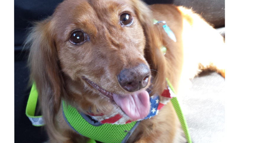 Pictured is 11yr old Dachshund, Spicey, laying in the back seat of his owners car