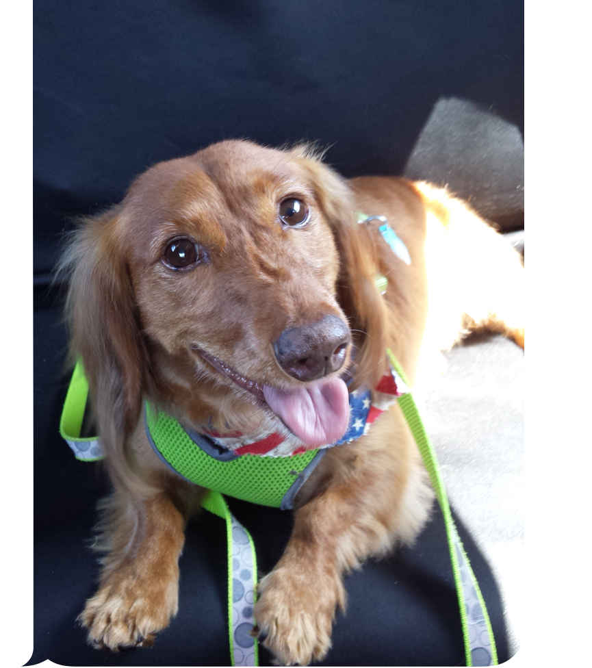 Pictured is 11yr old Dachshund, Spicey, laying in the back seat of his owners car 