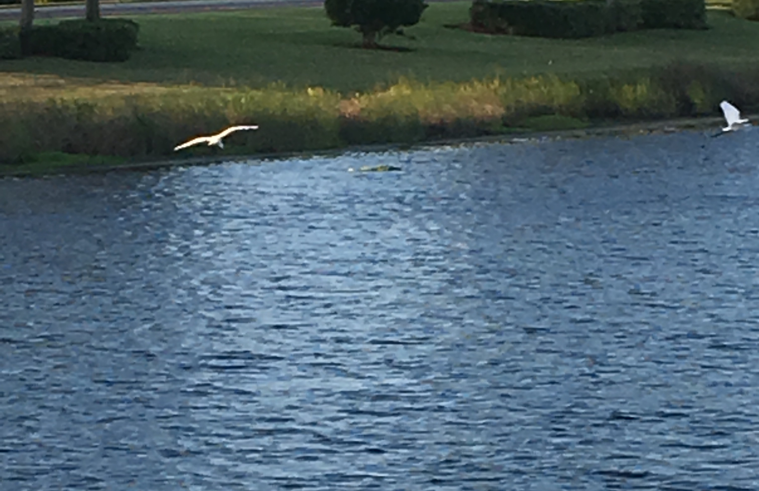 White heron in flight over lake 