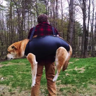 Man uses mountain dog ware harness with her dog carried in it on his back 