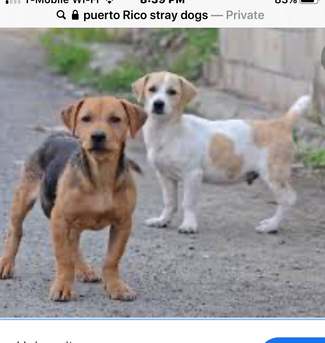 Snapshot of dogs from Puerto Rico’s homeless population. 